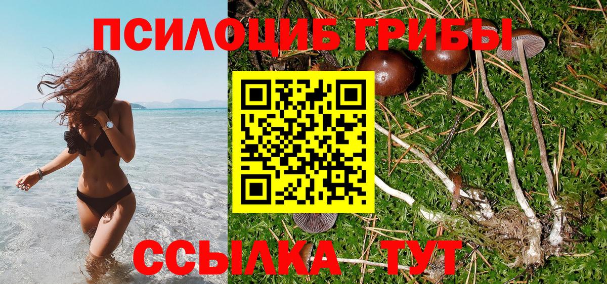 Псилоцибиновые грибы мицелий Будённовск